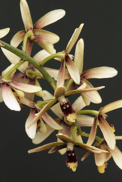 Inobulbon (Dendrobium) munificum
