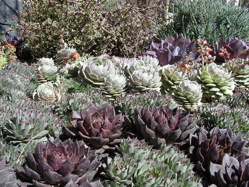 Succulents at the Getty Museum, L.A. by Billy Goodnick