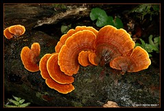 Australian Fungi (arffungi) (Album 1)