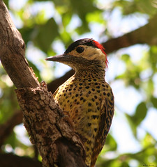 Pica-pau-carijó ou pica-pau-verde-barrado (Colaptes melanochloros) - Carpintero Real - Green-Barred-Woodpecker