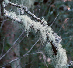 Lišaji in mah (Lichen and moss)