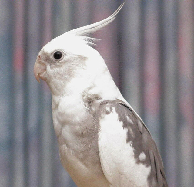 white headed cockatiel