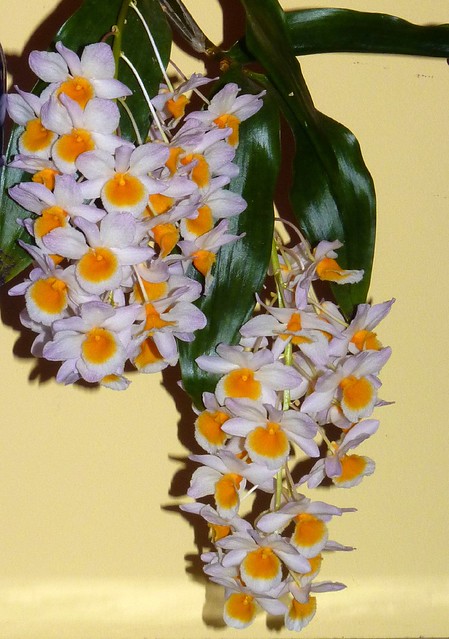 Dendrobium farmeri species orchid 