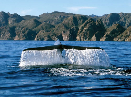 Blue whale, Loreto, Baja California Sur