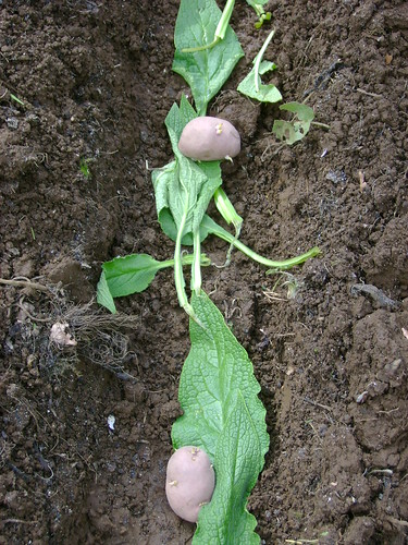Potato Planting with Comfrey Leaves