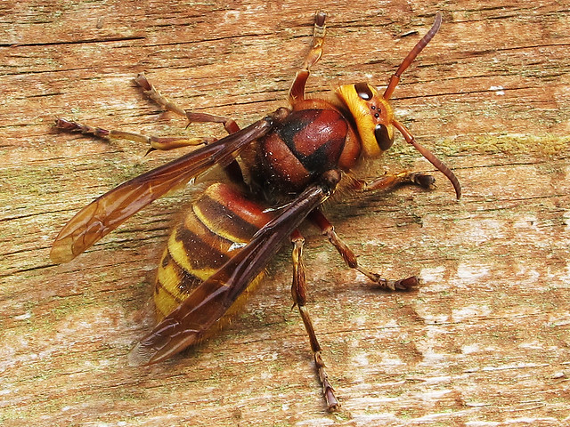 massive hornet