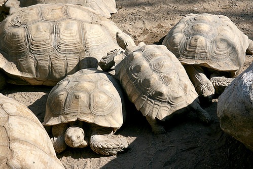 Herd of tortoises