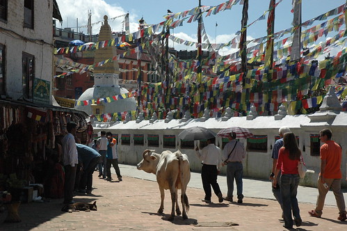 Cows and people carrying umbrellas, walking around the great Wish Fullfilling Stupa, Kathmandu, Nepal by Wonderlane