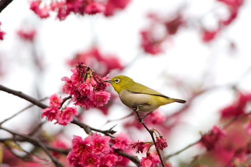 台灣常見鳥種：綠繡眼。（攝影：洪貫捷）