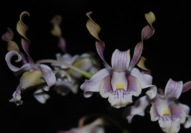 Dendrobium pseudoconanthum