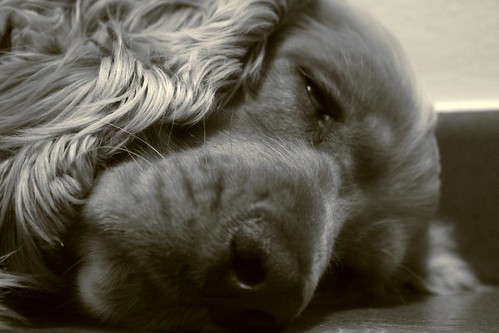 Non svegliare il can che dorme - Let sleeping dogs lie - 無料写真検索fotoq