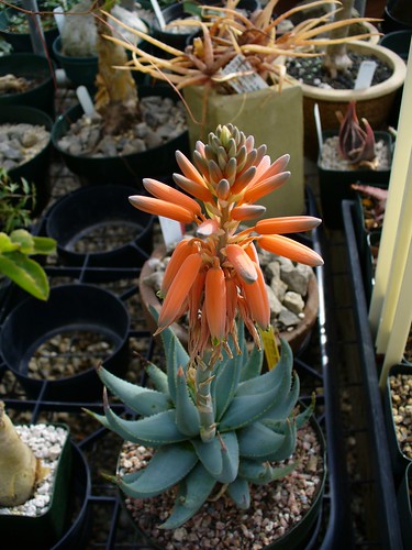 Aloe krapohliana v. dumoulinii by u4banut