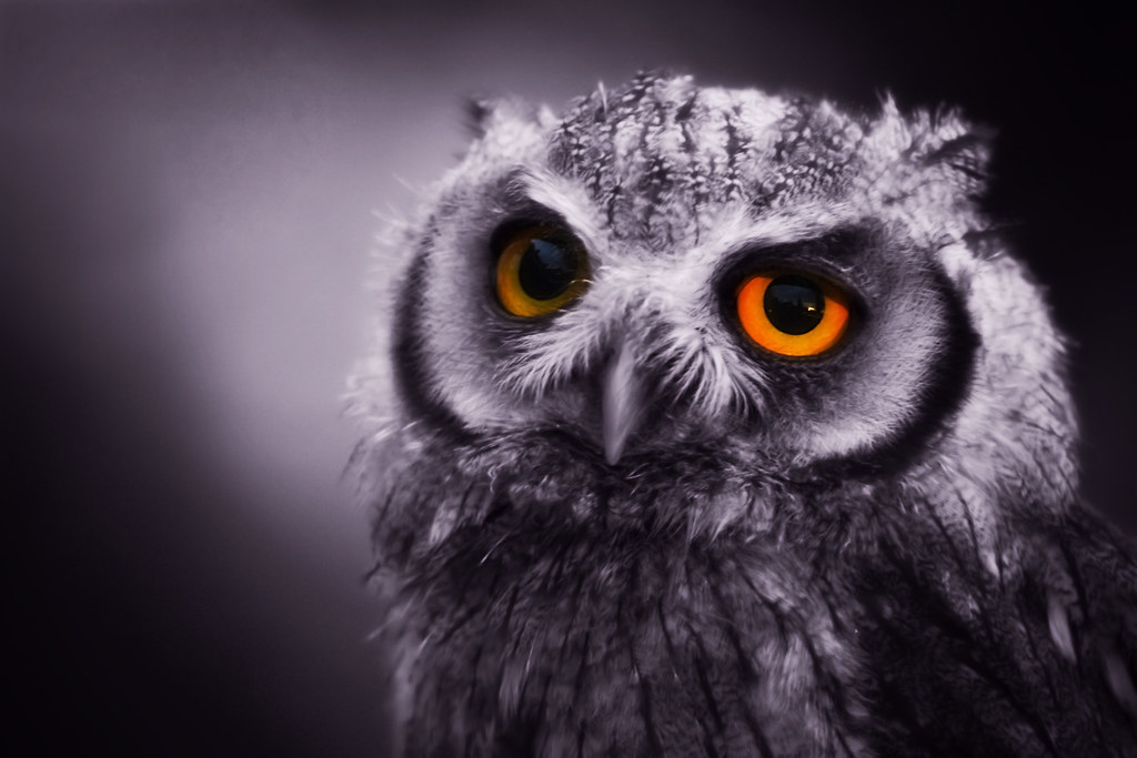 Baby Scops Owl by Stuart Richards