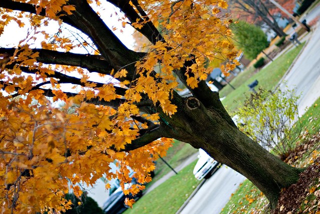 Ohio Maple Tree