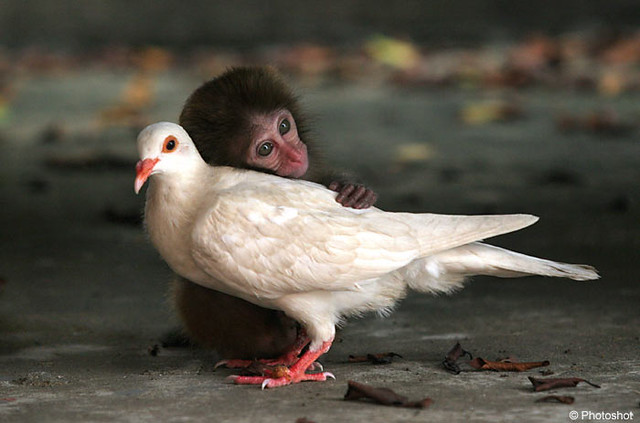 Monkey and Pigeon