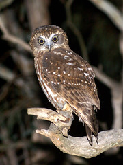 Strigidae - Owls