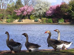 Rossmere Park