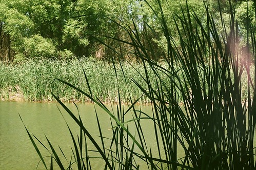 verde and reeds