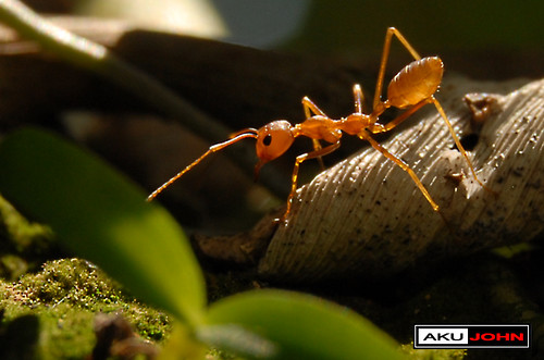semut merah | Flickr - Photo Sharing!