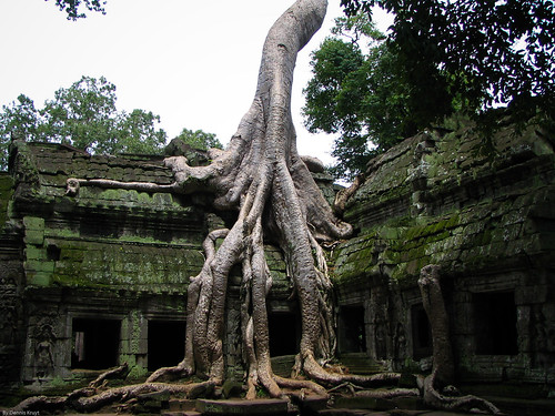 Angkor wat tree by Dennis Kruyt