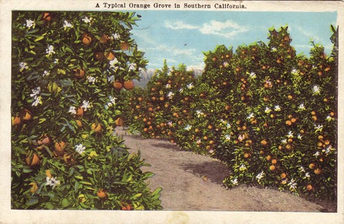 A Typical Orange Grove in Southern California