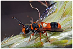 Hymenoptera - Wasps, Ants, Bees and Sawflies