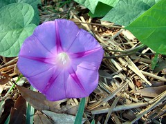Flowers: Upstate South Carolina