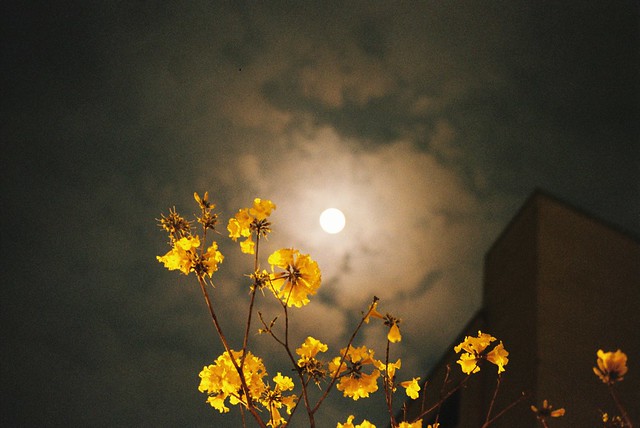 夜攝-黃金風鈴木