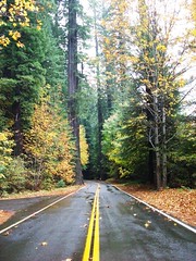 Avenue of the Giants, CA - October 29, 2007