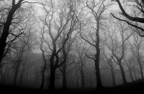 woodland mist