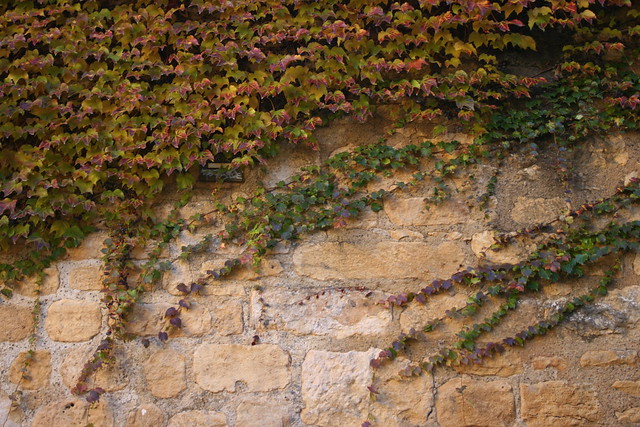 Autumn in the wall