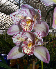 orchids #39