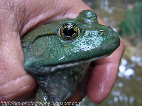 American bullfrog, <i>Rana catesbeiana </i>R0011311 copy
