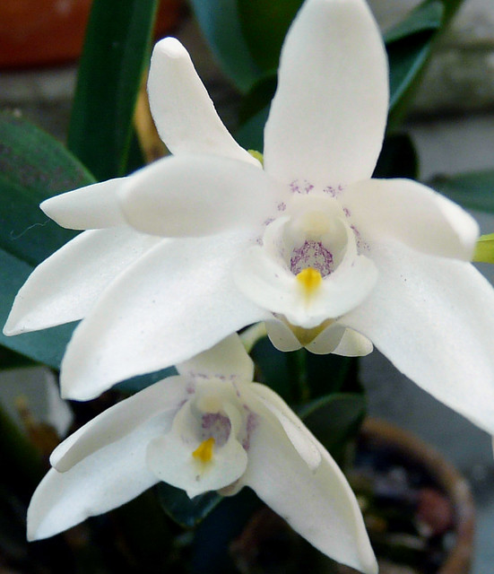 Dendrobium falcorostrum species orchid