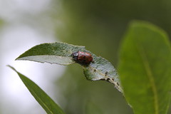 leaf beetles