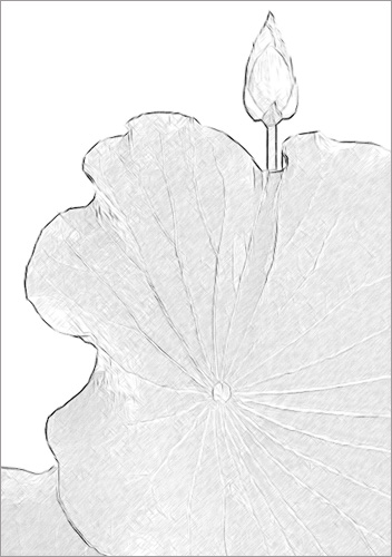 Lotus Flower bud and leaf Photo based Sketch