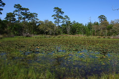 Swamps and Wetlands, Florida