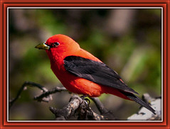 Cedar Lake / Cedar River Woods Bird Species