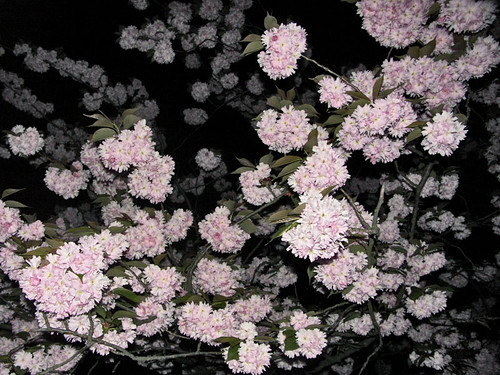 Blüten in der Nacht
