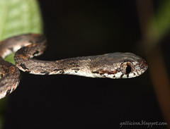 Snakes of Sri Lanka - a set on Flickr