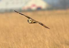 Little and Short eared owls.