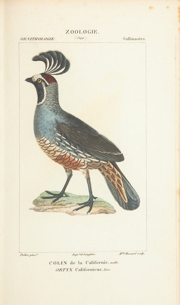 bird with elaborate head plumage display