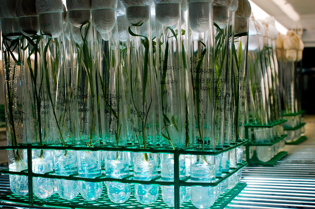 Download this Tissue Culture picture