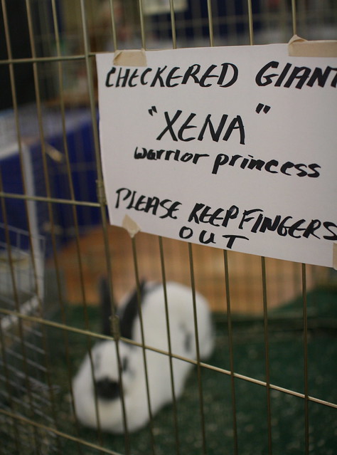 Xena, warrior rabbit
