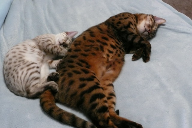 Bengal Kittens and Cats | Flickr  Photo Sharing!