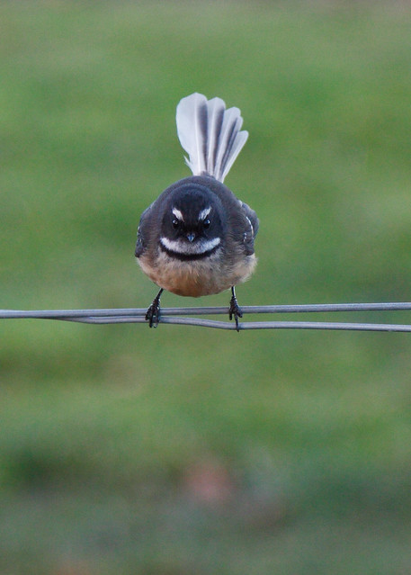 angry fantail low-res