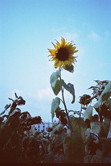 太陽花 Sunflowers