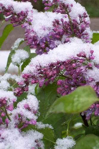 lilac bush in snow by tribbles1971