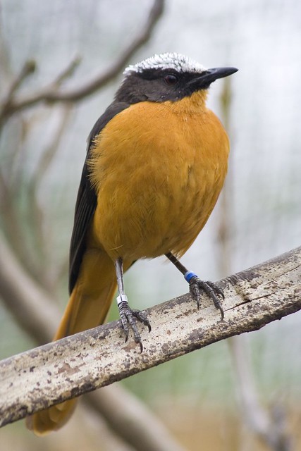 orange breasted bird flickr photo sharing orange breasted bird flickr photo sharing