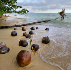 Coconuts germinating on unspoiled beach